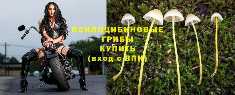 цены наркотик  кракен ТОР  Псилоцибиновые грибы MAGIC MUSHROOMS  Порхов 